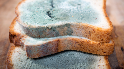 An image of mouldy bread